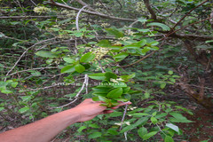 Aspidopterys canarensis